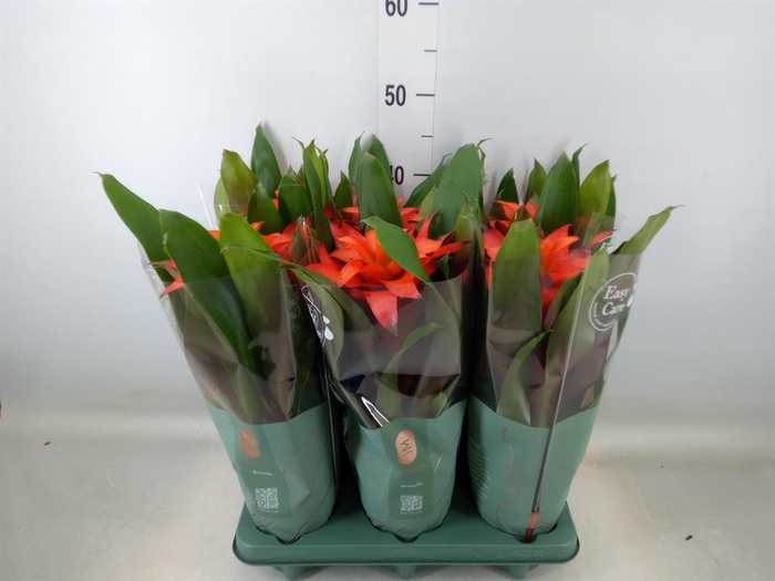 <h4>Guzmania  'Fiero Orange'</h4>