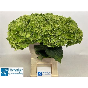 Hydr M Mag Emerald Groen Cl