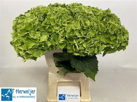<h4>Hydr M Mag Emerald Groen Cl</h4>