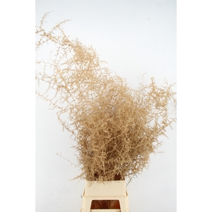 Asparagus Selvatico Ant. Gold per stem
