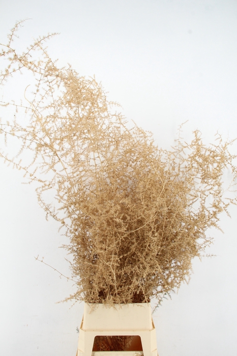 <h4>Asparagus Selvatico Ant. Gold per stem</h4>