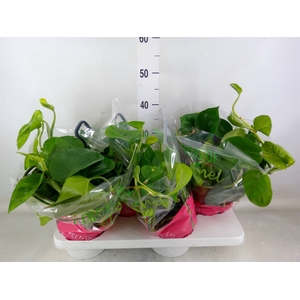 Epipremnum pinn. 'Global Green'