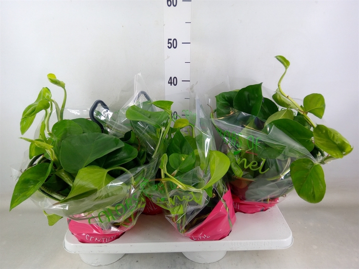 <h4>Epipremnum pinn. 'Global Green'</h4>