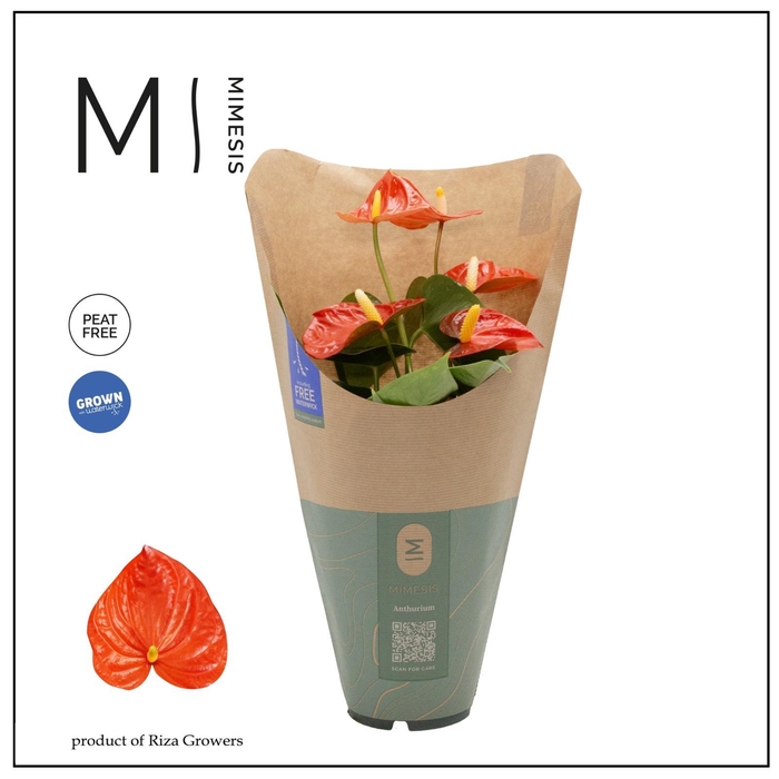 <h4>Anthurium - KARMA Orange | 12cm | ECO/KRAFT SLEEVE</h4>