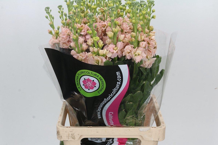 <h4>MATTH IRON APRICOT</h4>