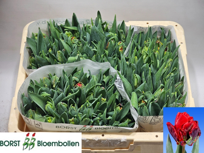 <h4>TU DU ROCOCO DOUBLE</h4>