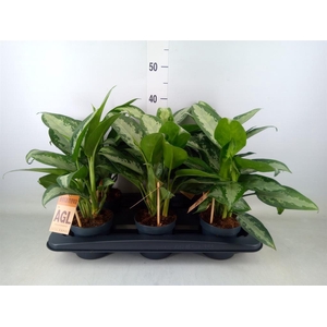 Aglaonema  'Jubilee'