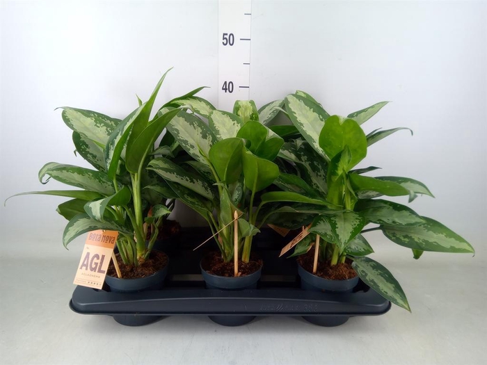 <h4>Aglaonema  'Jubilee'</h4>