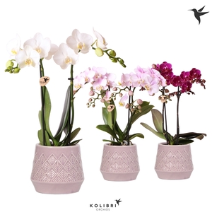 Kolibri Orchids Phalaenopsis mix 2 spike in Bohemian pot pink