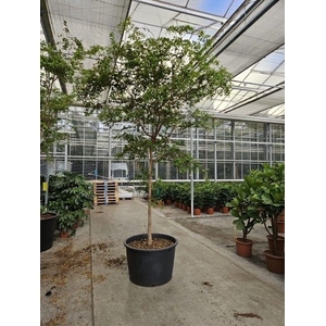 Overig planten