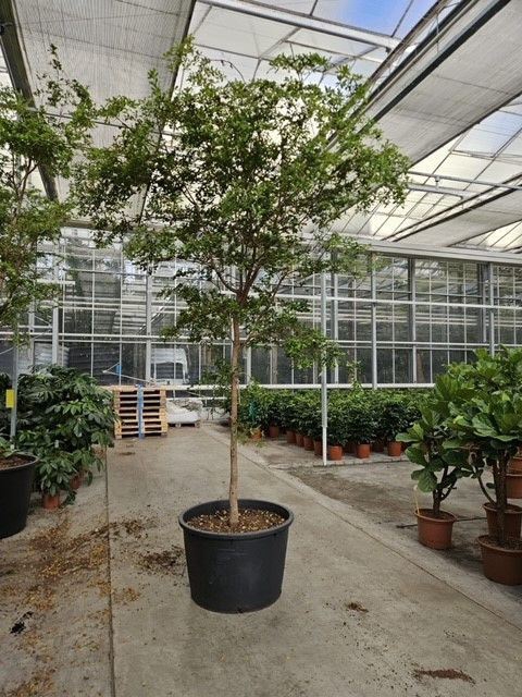 <h4>Overig planten</h4>