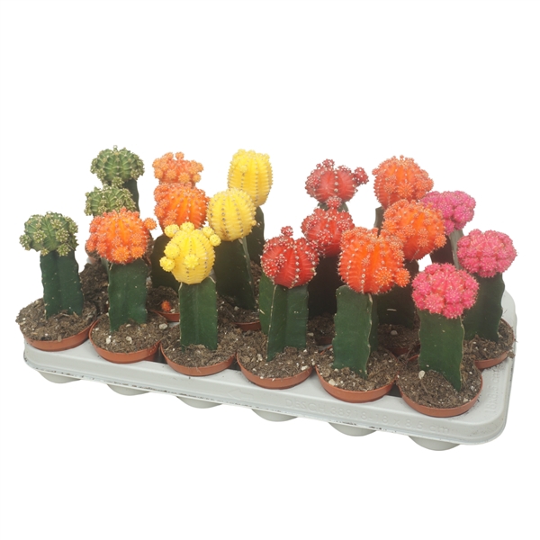 <h4>Gymnocalycium geënt mix 8,5 cm</h4>