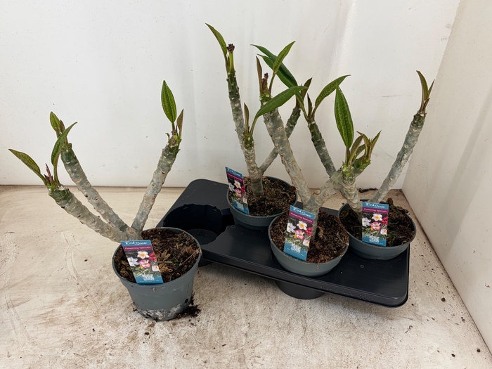 <h4>PLUMERIA HAW GEM</h4>