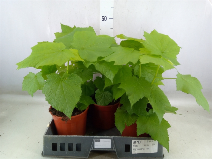 <h4>Sparrmannia africana</h4>
