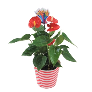 Anthurium XL.9 Jambo Red 12cm met schoolbijsteker