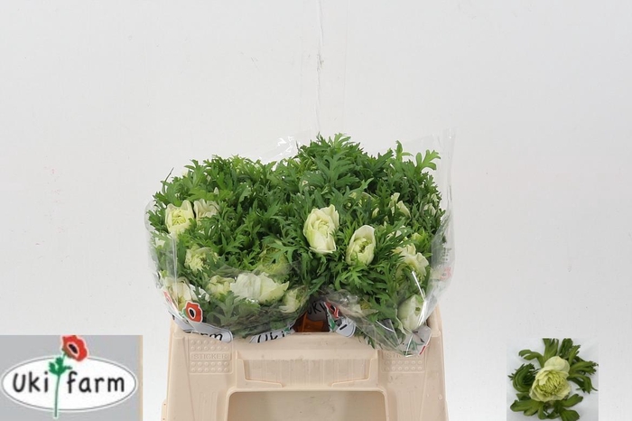 <h4>Anem Levante Bianco</h4>