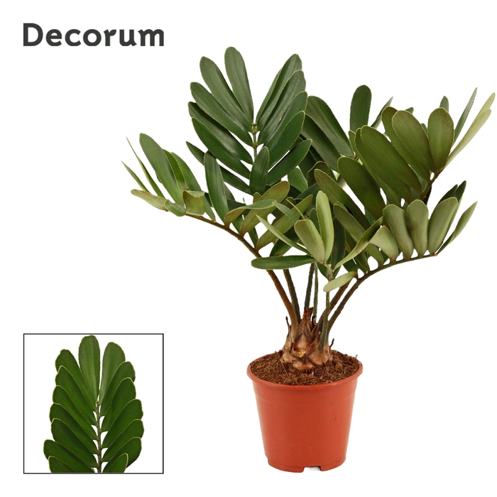 <h4>Zamia furfuracea 14 cm (Decorum)</h4>