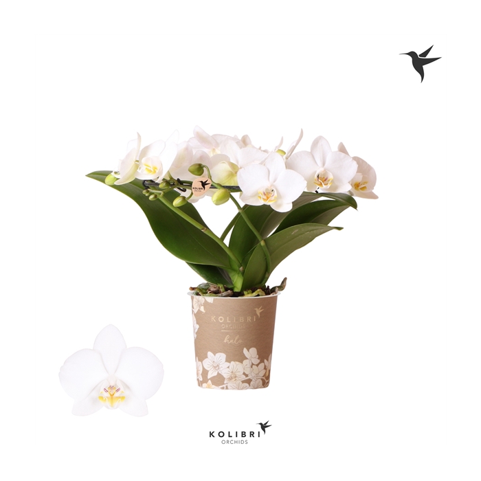 <h4>Kolibri Orchids Phalaenopsis Halo white</h4>