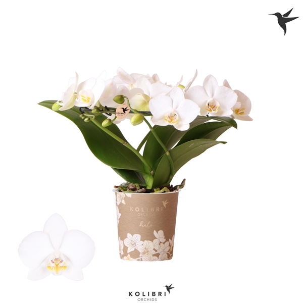 <h4>Kolibri Orchids Phalaenopsis Halo white</h4>