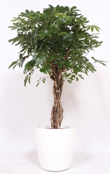 <h4>Schefflera arboricola Compacta in San Remo "wit"</h4>
