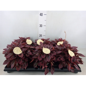 Peperomia