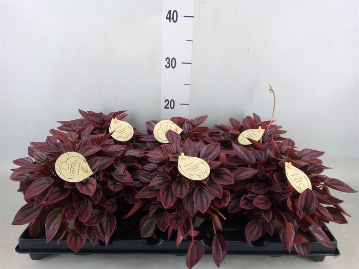 <h4>Peperomia</h4>