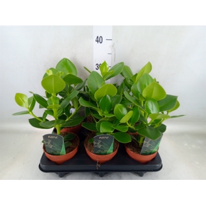 Clusia rosea 'Princess'