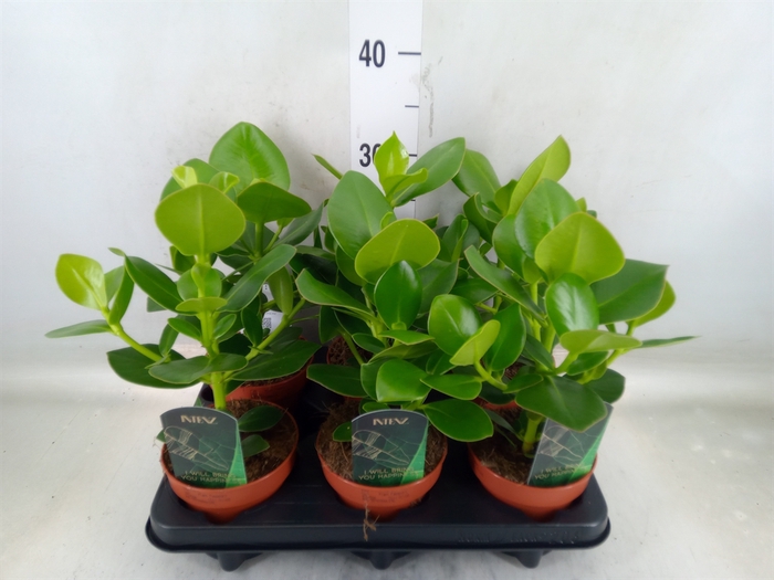 <h4>Clusia rosea 'Princess'</h4>