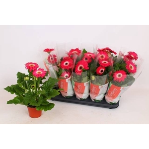 GER C G ROZE