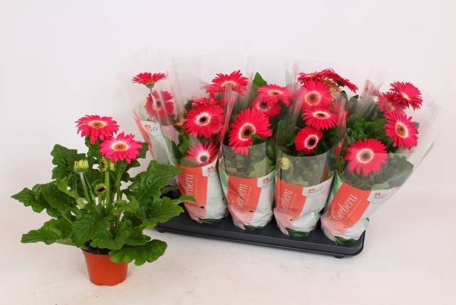 <h4>GER C G ROZE</h4>