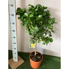 Citrus hystrix
