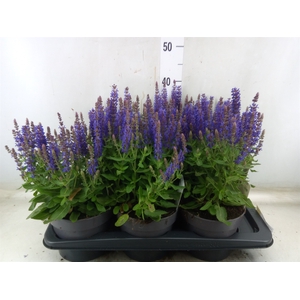 Salvia nemorosa