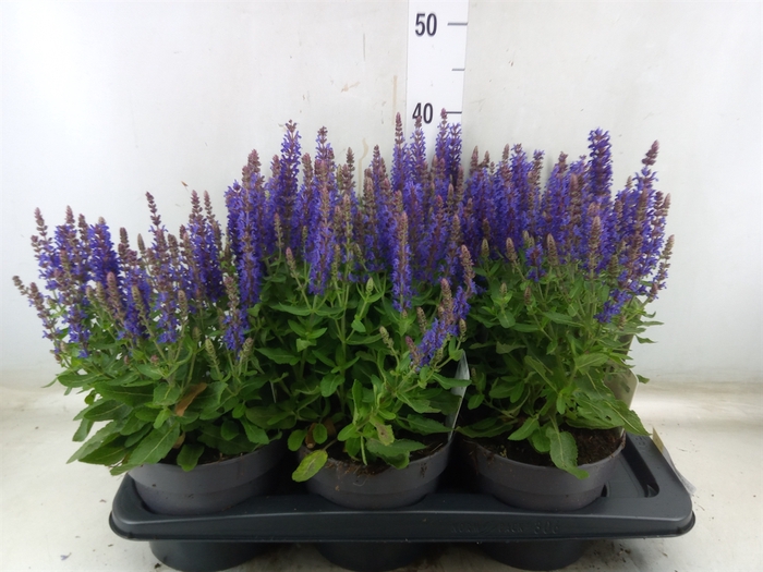 <h4>Salvia nemorosa</h4>