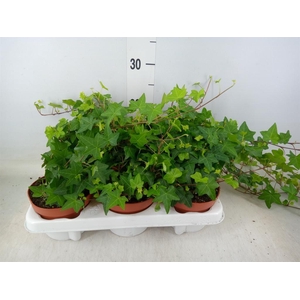 Hedera helix 'Pittsburgh'