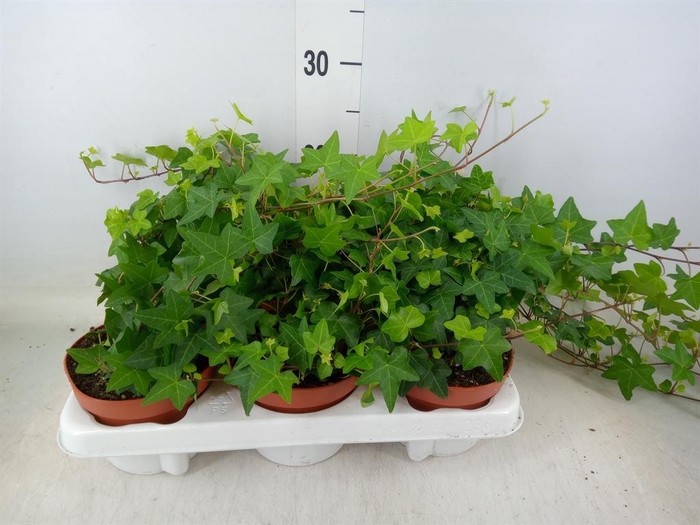 <h4>Hedera helix 'Pittsburgh'</h4>