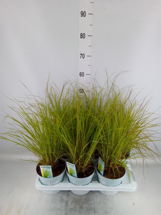 <h4>Stipa calamagrostis</h4>