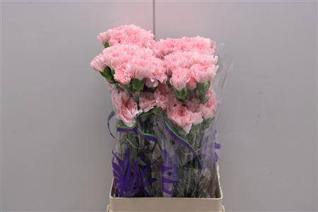 <h4>Di St Doncel</h4>