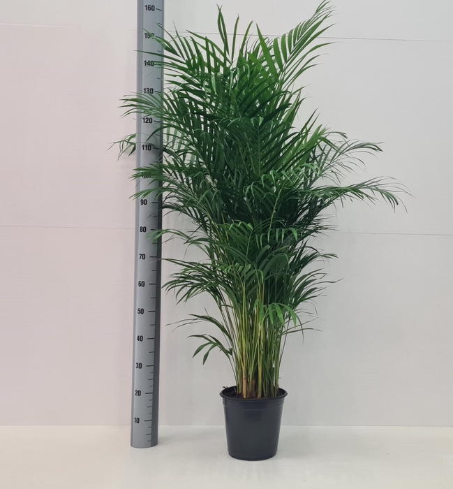 <h4>DYPSIS LUTESCENS</h4>