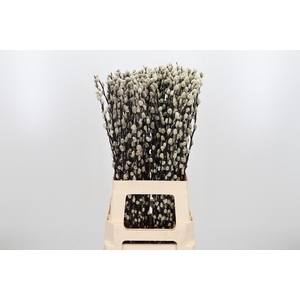 Salix Ca Snow Flake
