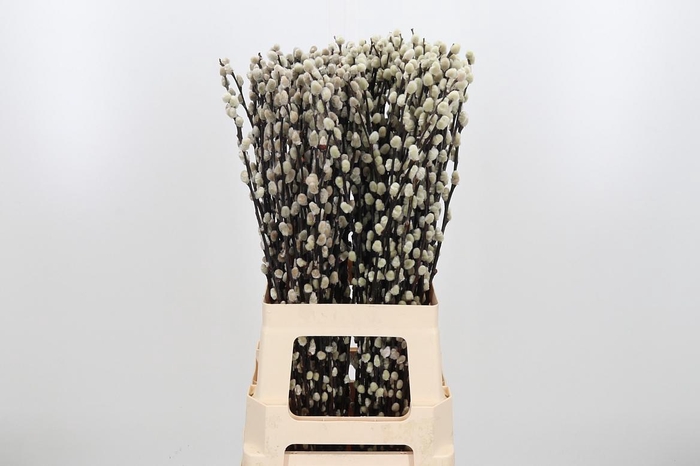 <h4>Salix Ca Snow Flake</h4>