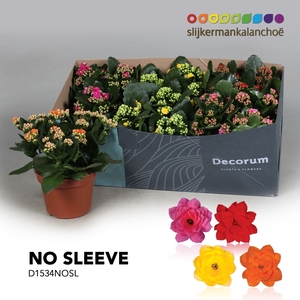 Kalanchoe No Sleeve - 4 Colors Mix