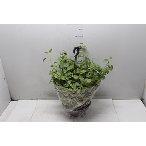 PEPEROMIA SCANDENS C21