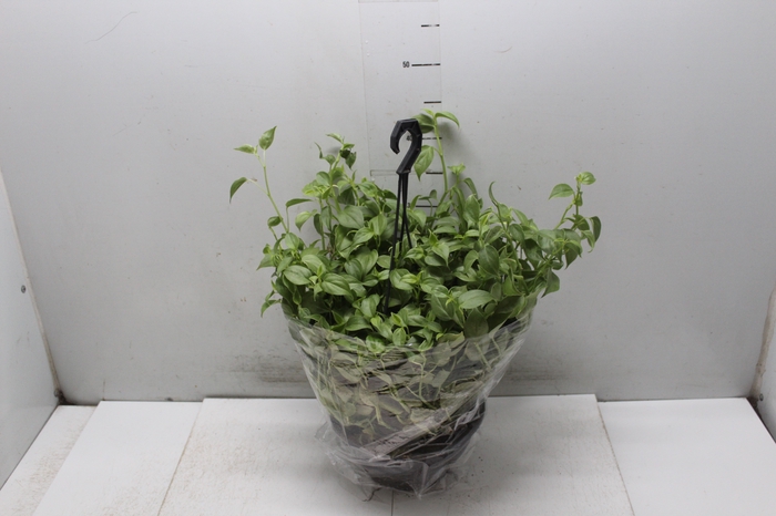 <h4>PEPEROMIA SCANDENS C21</h4>