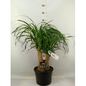 Beaucarnea recurvata
