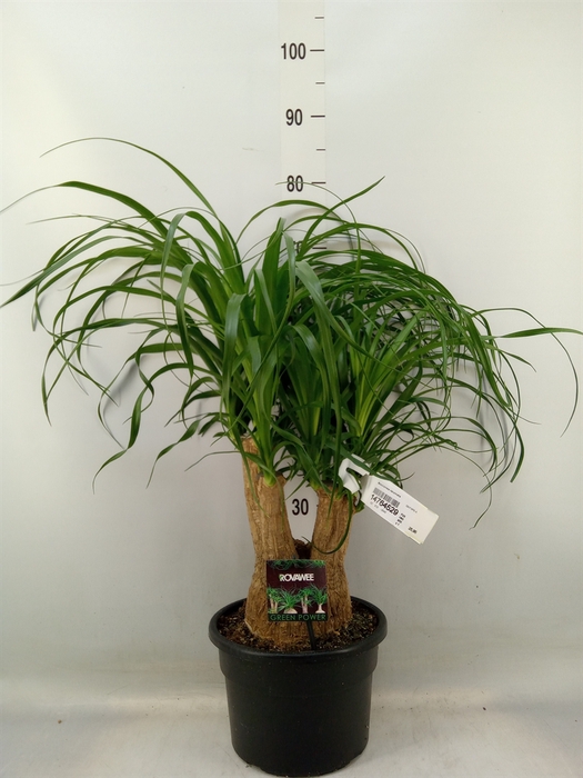 <h4>Beaucarnea recurvata</h4>