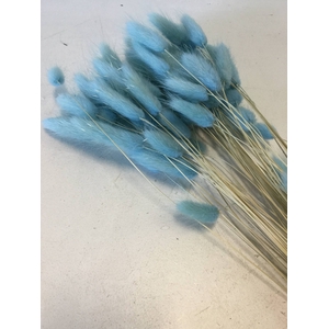 DRIED FLOWERS - LAGURUS CLEAR BLUE 50GR