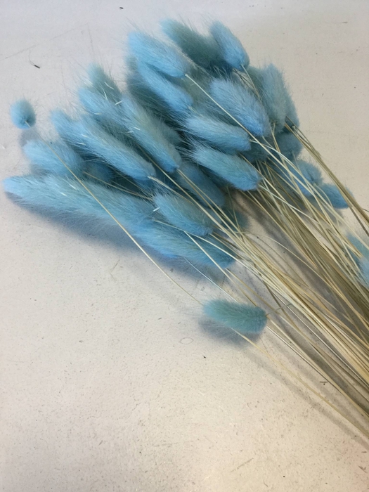 DRIED FLOWERS - LAGURUS CLEAR BLUE 50GR