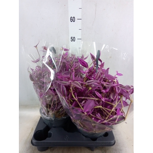 Tradescantia zebr. 'Pink Paradise'