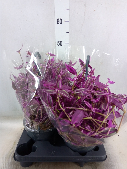 <h4>Tradescantia zebr. 'Pink Paradise'</h4>