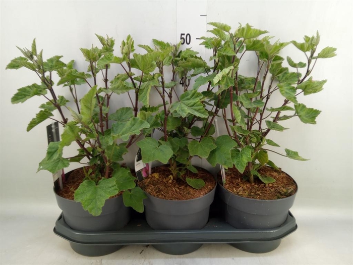 <h4>Lavatera   ...</h4>